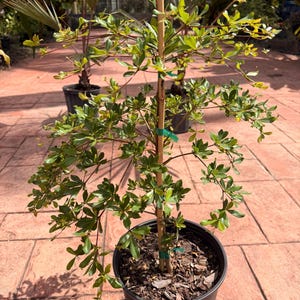 Black Olive tree, bonsai, Shady Lady, 10” pot.  30” tall