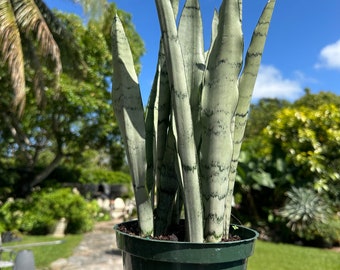 Sansevieria Spearmint, Snake Plant, 6” pot Nice color - newly rooted