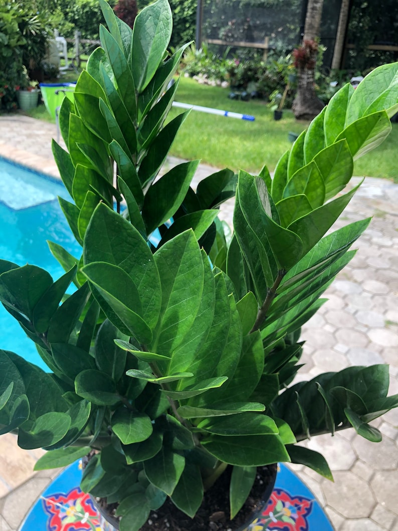 ZZ plant Zamioculcas zamiifolia, 8 pot image 2