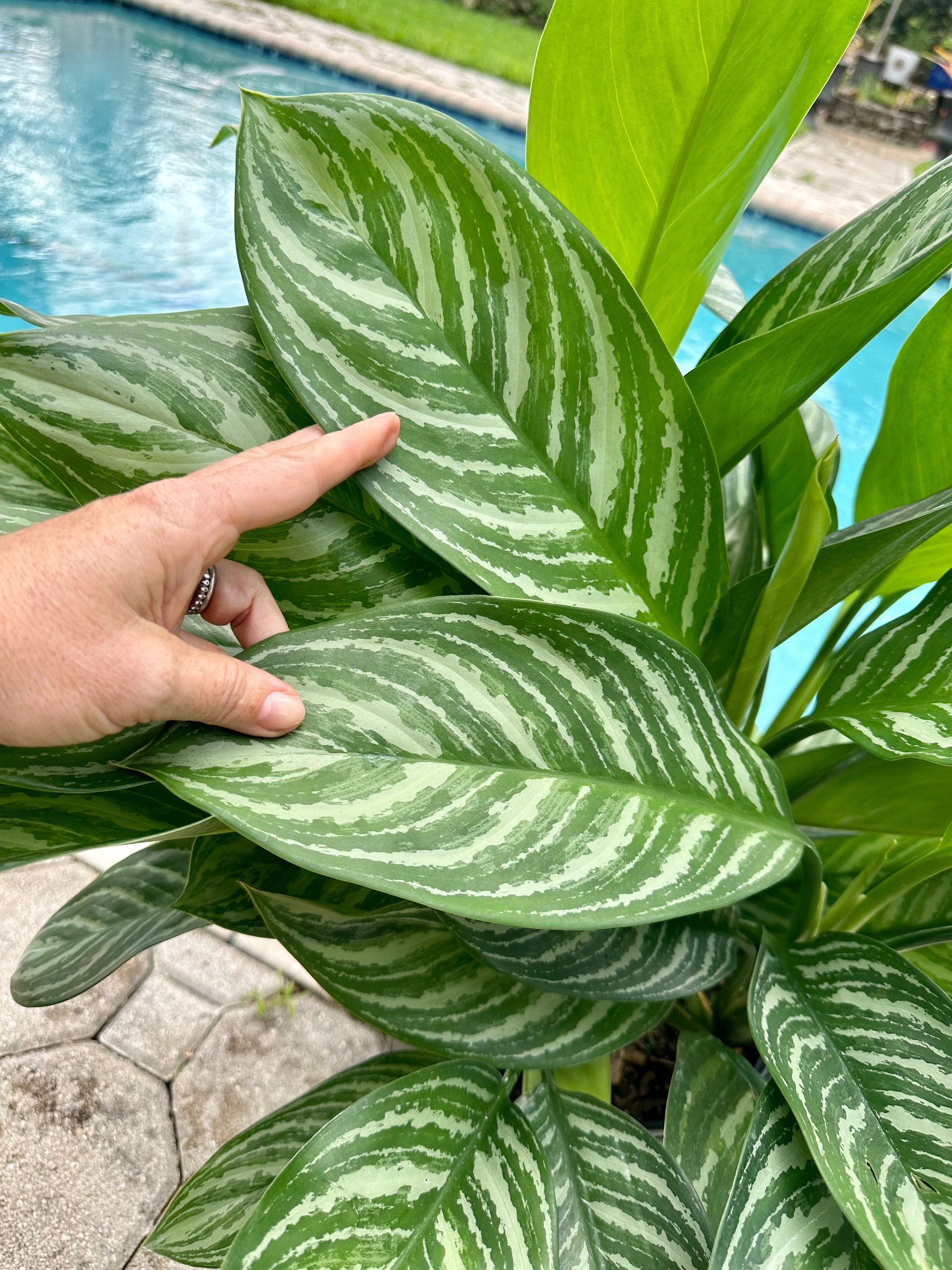 Aglaonema Stripes, 10” Pot - Etsy