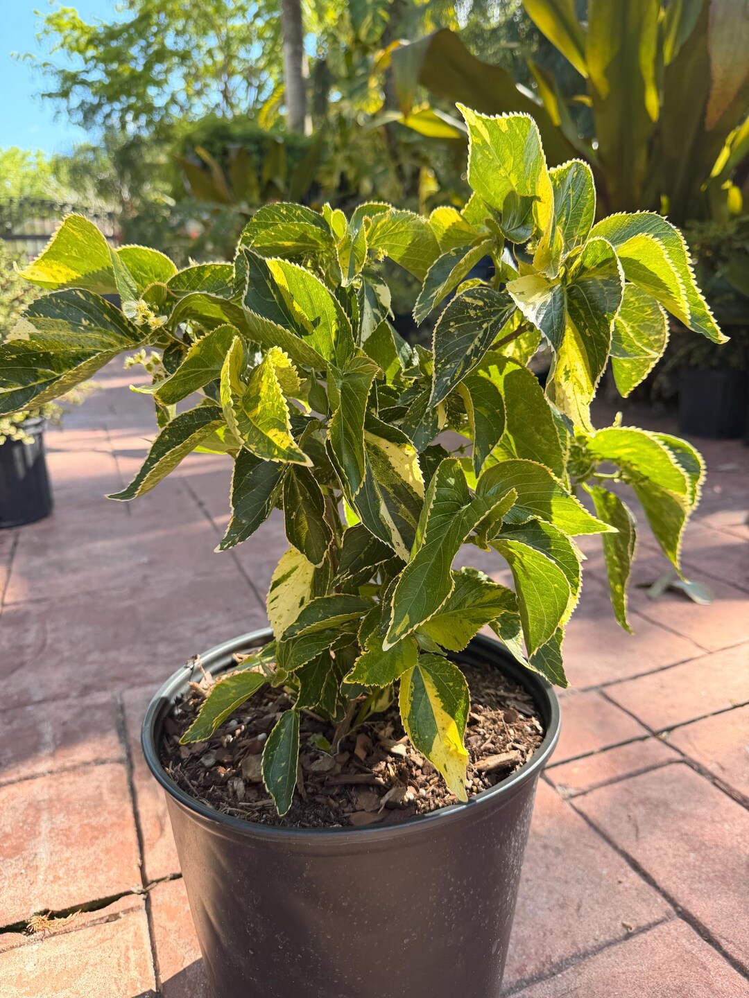 Java Chip Copperleaf Copper Plant, Copperleaf, Acalypha ‘white Java Twist’ Wilkesiana, 10 ...