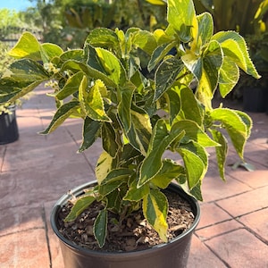 May include: A potted plant with green and yellow variegated leaves. The plant is in a black plastic pot, sitting on a red brick surface. The leaves have a serrated edge and a mix of green and yellow colors.
