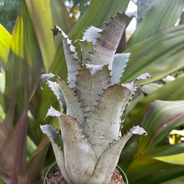 Set of Hohenbergia ‘Edmundoi’ and ‘Edmundoi Black’ bromeliad, 6” pots