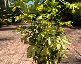 Arboricola Trinette, Schefflera trinette, 1 g/deep 6”