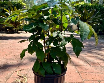 Natal Mahogany bush, Trichilia emetica, 10” pot