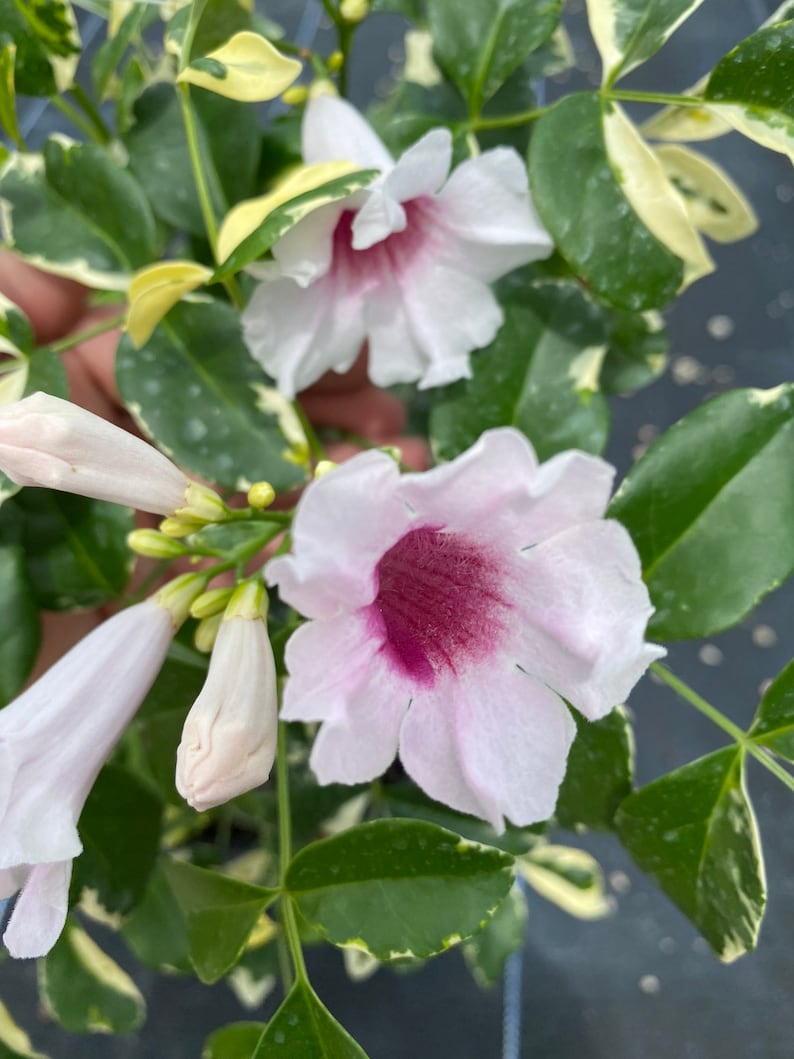 Variegated Pandorea jasminoides rosea, 10 pot vine/climber on trellis image 2