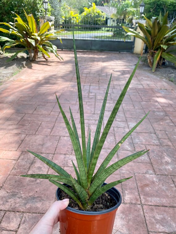 Sansevieria Silver Nymph, maceta de 6" Planta actual. - Etsy Mxico