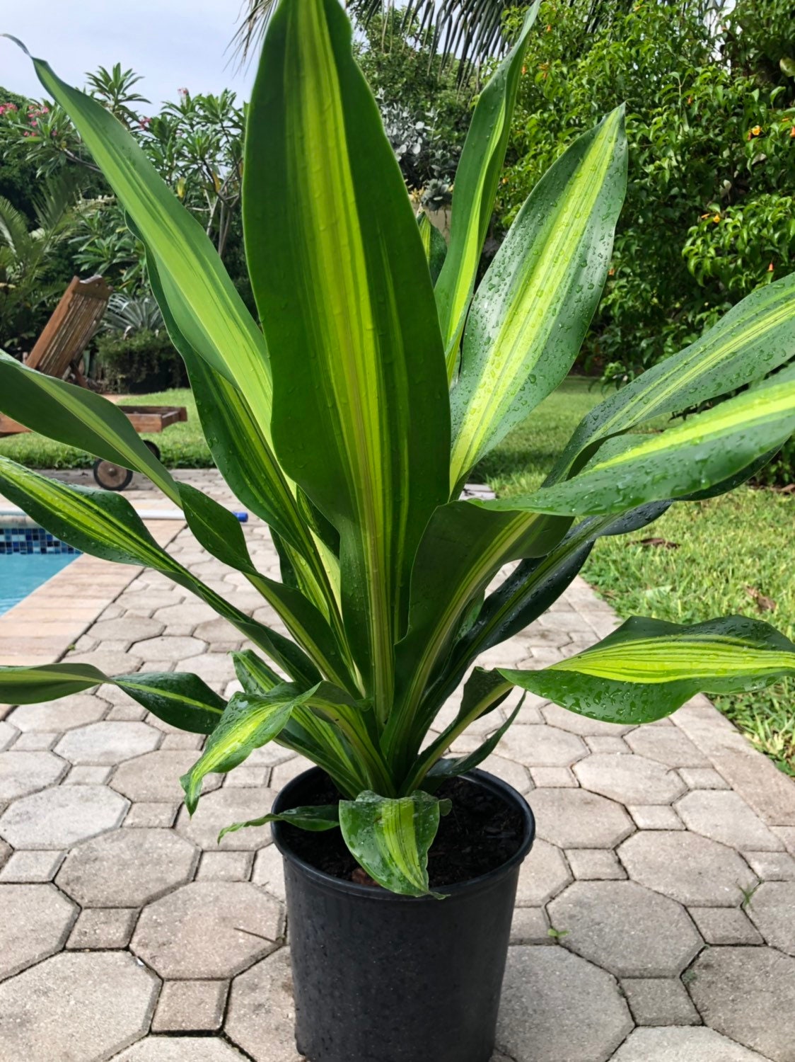 Dracaena Giganta, 10" Pot - Etsy India