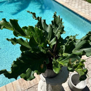 Anthurium Plowmanii Ruffles, 10 Pot. Please See Pics - Etsy