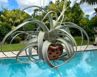 Xerographica in Thai clay pot with holes, Large In bloom