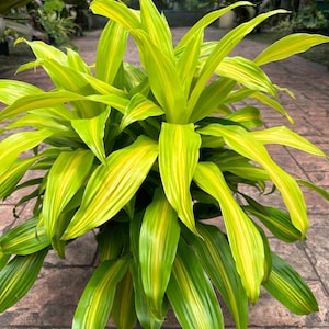 New patent Dracaena Bronze Bay, 10”  pot