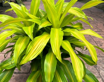 New patent Dracaena Bronze Bay, 10”  pot