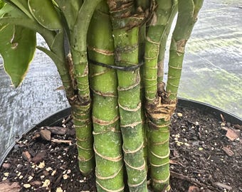 eibe bienen Gemeine Eibe (Taxus baccata) | 150-175 cm mit Wurzelballen