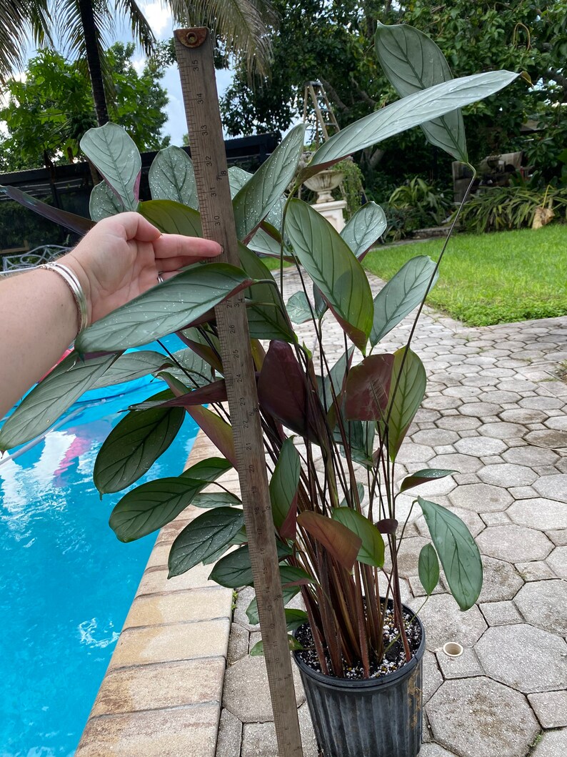Calathea Setosa 8 pot | Etsy