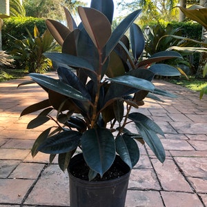 May include: A Ficus elastica, commonly known as a rubber plant, featuring large, thick, glossy, dark burgundy to black oval-shaped leaves. The plant is potted in a simple, black, cylindrical plastic nursery container with visible soil at the top.