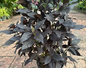 Pseuderanthemum Black Magic, 10” pot