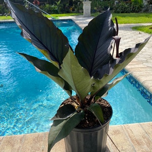 May include: A potted Anthurium plant with large, dark green and purple leaves. The plant is in a black plastic pot, set against a backdrop of a swimming pool and a sunny outdoor setting. The leaves have a glossy texture.