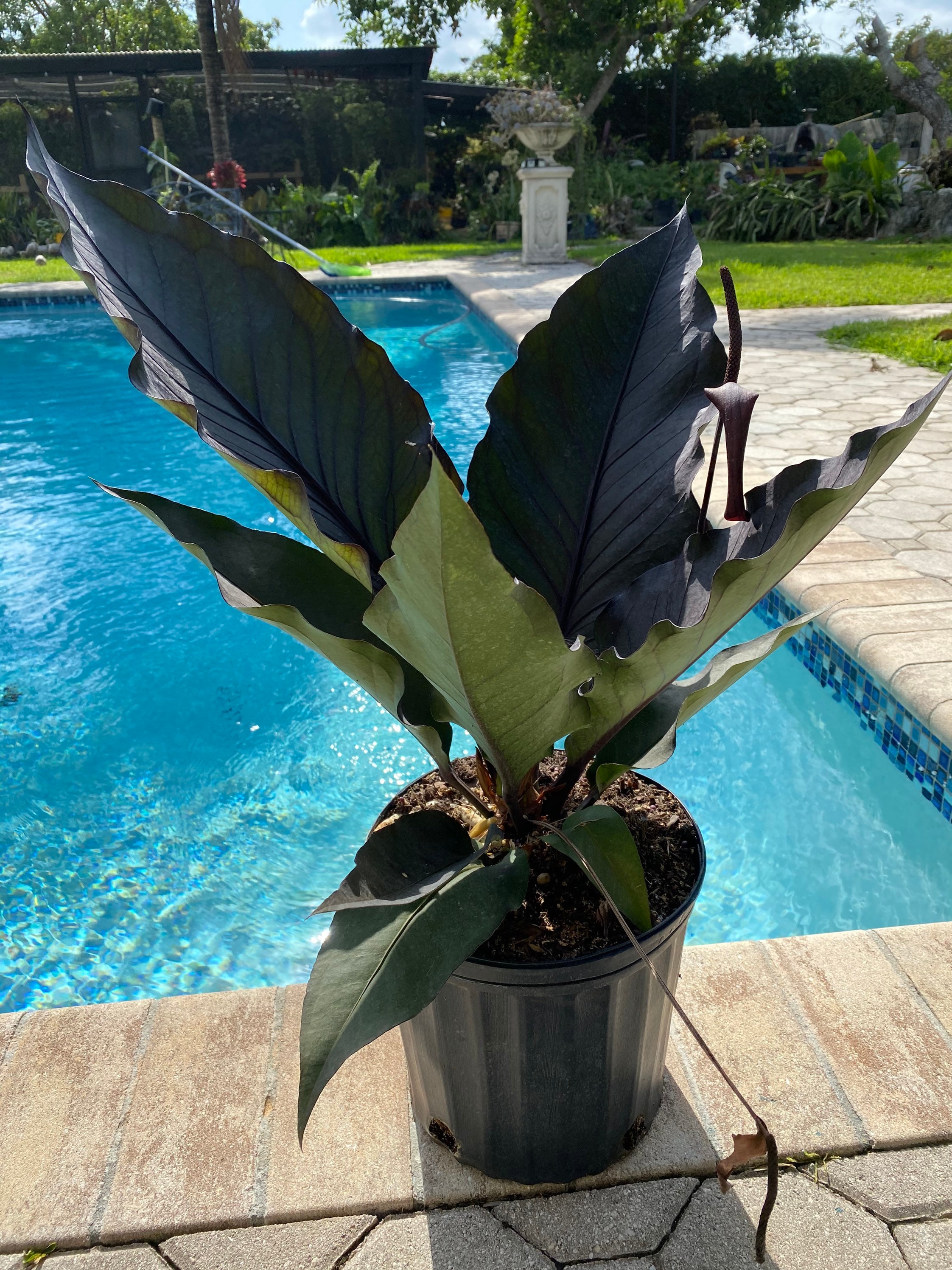 Anthurium Black Dragon 10 Pot. May Have a Tear or a Whole in Etsy