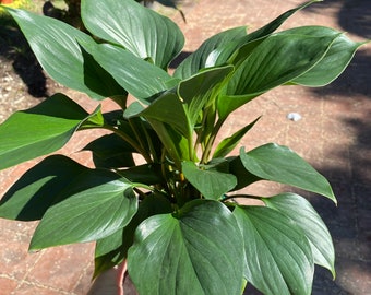 Homalomena Emerald Gem, 6” pot