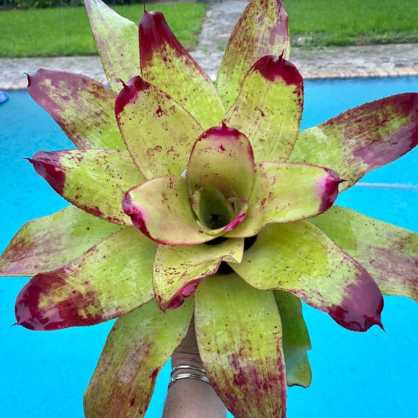 Neoregelia ‘Tossed Salad’  bromeliad, 6” pot