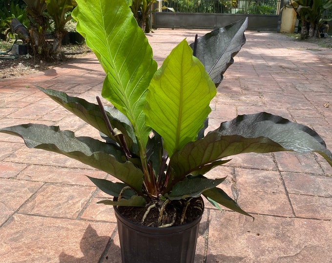 Anthurium Black Dragon, 10 Pot. Actual Plant Etsy