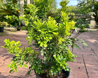Chinese Perfume Plant, bush form, Aglaia odorata, 10” pot