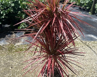 Dracaena Colorama, 10" pot 3 stems, staggered. 3/2/1