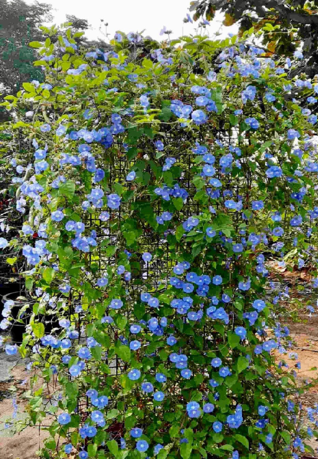 Florida Native Skyblue Cluster Vine Jacquemontia Pentanthos Etsy