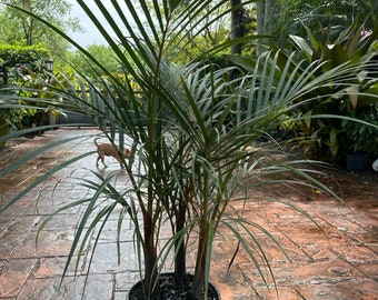 Spindle palm, Hyophorbe verschaffeltii, 10” pot. 3 plants in pot