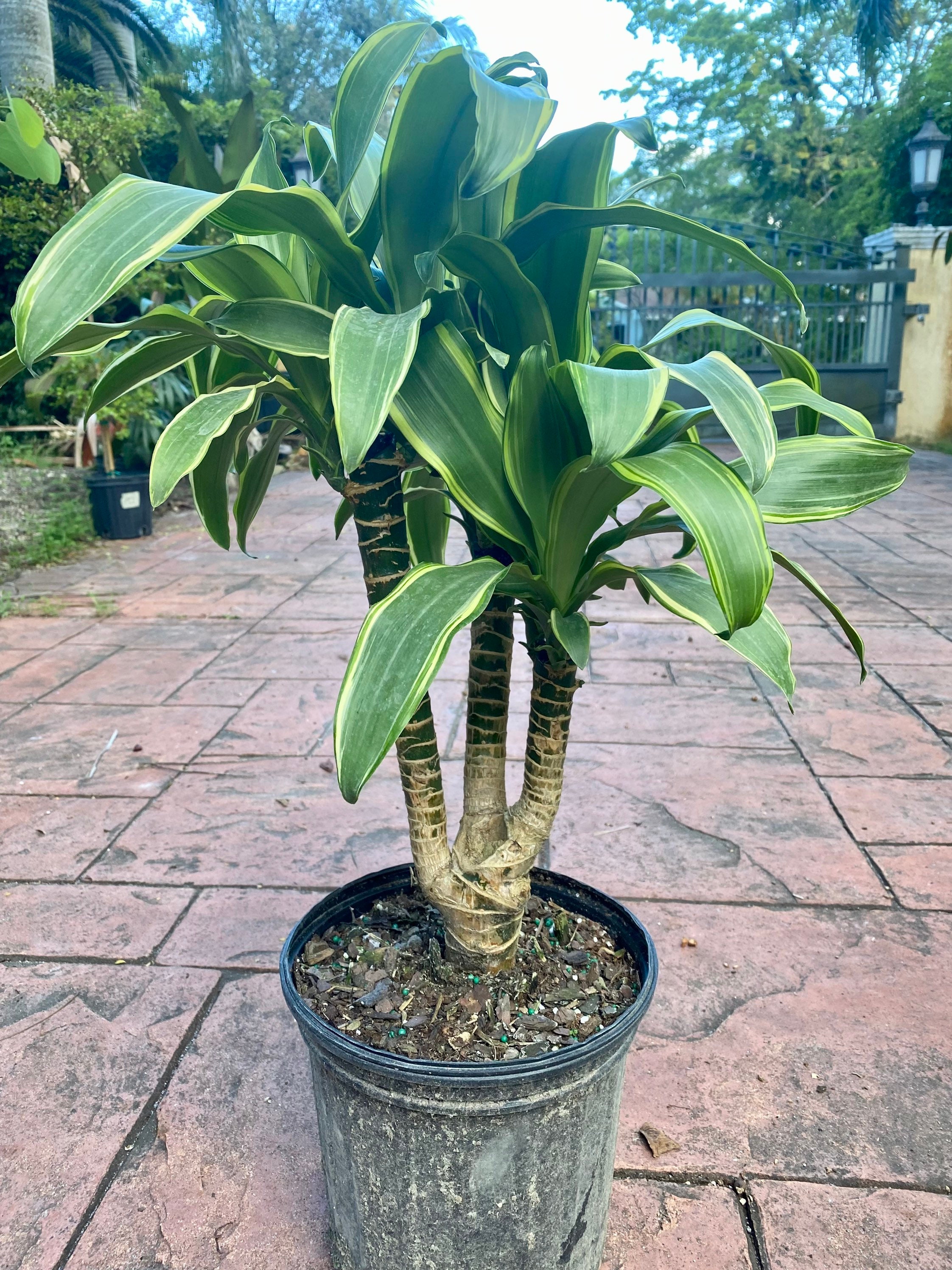 Dracaena Santa Rosa, Stump, 8 Pot - Etsy