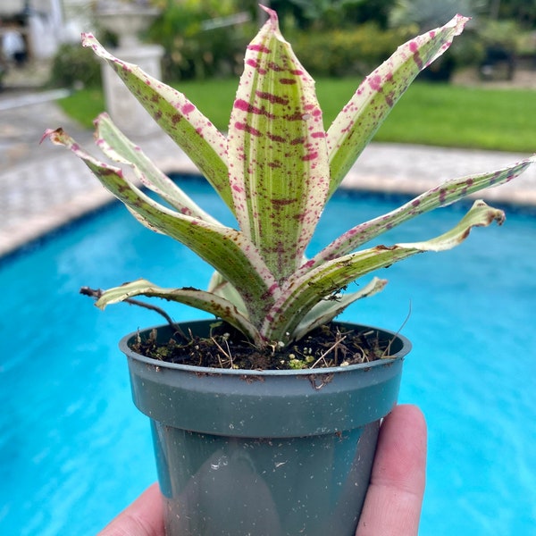 Neoregelia ‘Gizmo’ bromeliad, 3” pot Chester Skotak hybrid. Mini Neo.