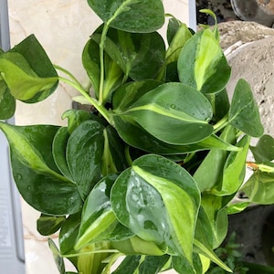 Philodendron Brasil 6&quot; - Philodendron hederaceum &#39;Brasil&#39;
