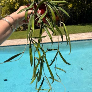 Hoya shepherdii, 4” pot String bean Hoya