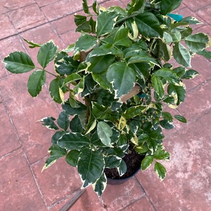 Variegated Pandorea jasminoides rosea, 10 pot vine/climber on trellis image 4