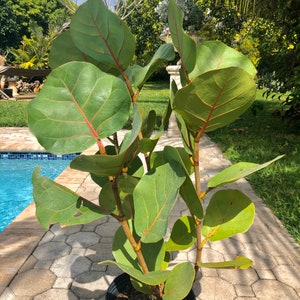 Sea grape Coccoloba uvifera, 3 G pot image 1