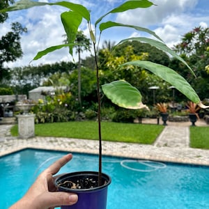 Cacao seedling, tree, Cocoa. 4” pot