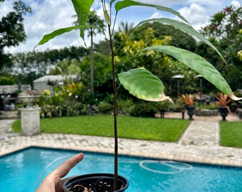 Cacao seedling, tree, Cocoa. 4” pot