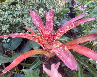 Neoregelia ‘Mango Tango’  bromeliad, 6” pot