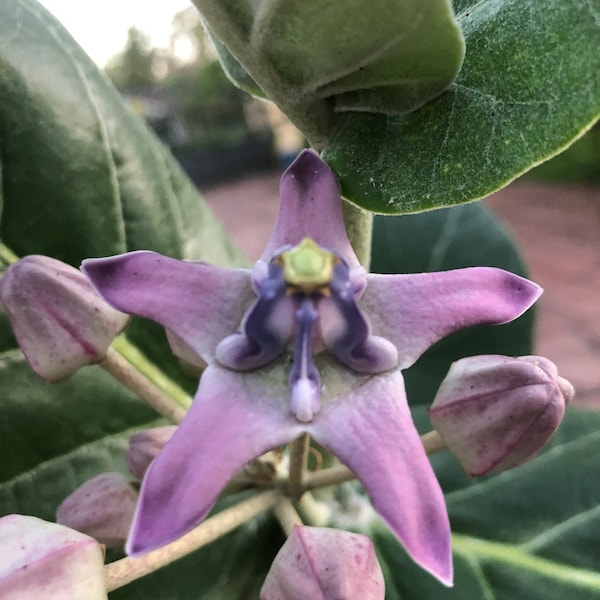 The Crown Flower, Giant Milkweed, Calotropis gigantea. 10” pot Fresh crop. No flower