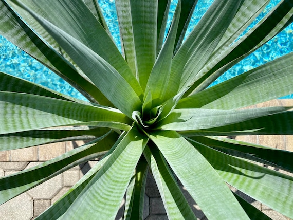ブロメリア・エアープランツ Alcantarea Odorata Bromeliad Alcantarea 'Odorata' | eBay
