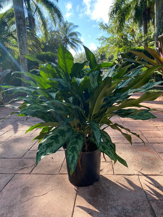 fiddle leaf fig care The Original Fiddle Leaf Fig Plant Food  Enriched, Bioavailable Liqui   Houseplant Resource Center