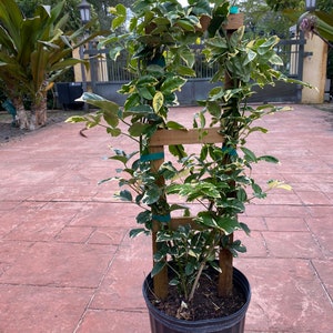 Variegated Pandorea jasminoides rosea, 10 pot vine/climber on trellis image 7