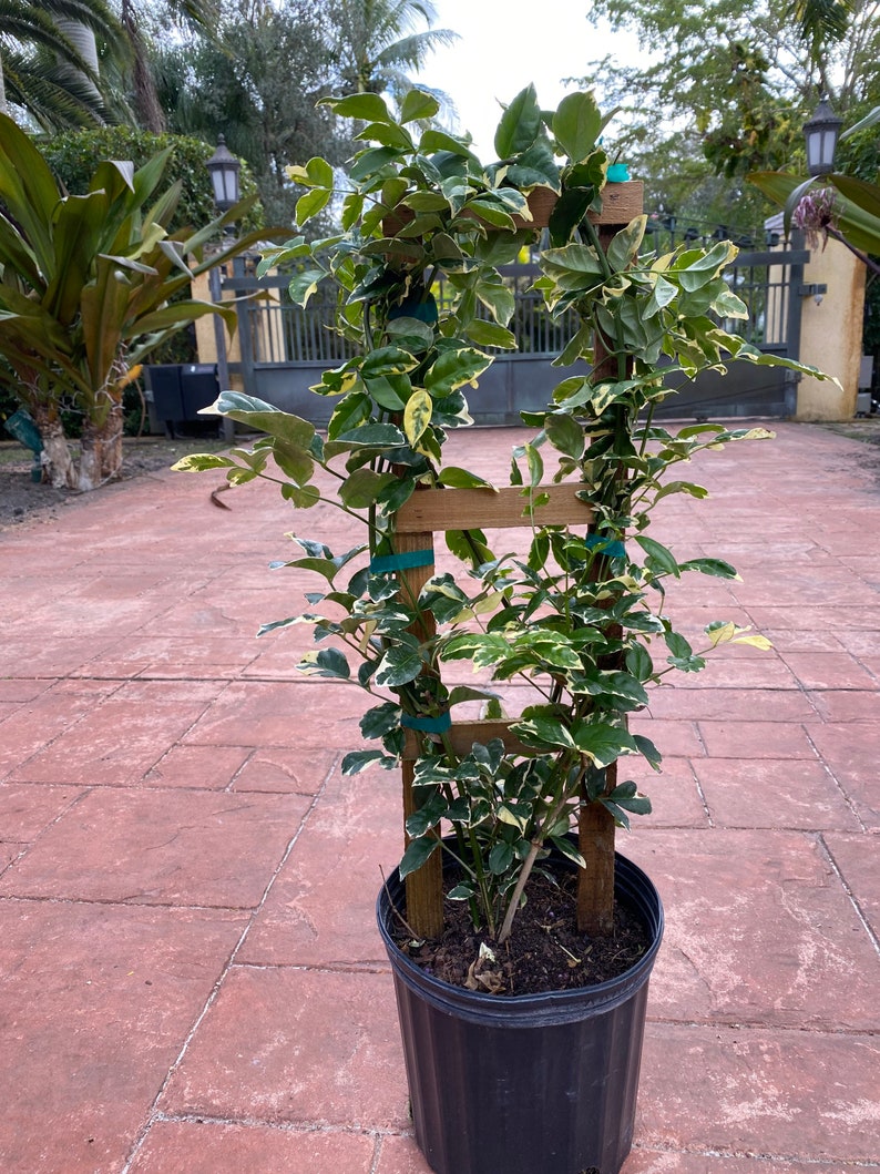 Variegated Pandorea jasminoides rosea, 10 pot vine/climber on trellis image 7