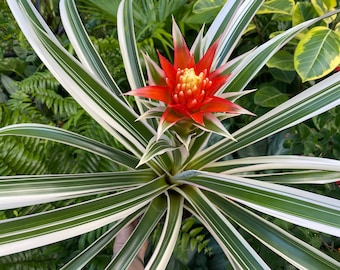 Rare Guzmania ‘Torch” Albo, bromeliad, 6”pot