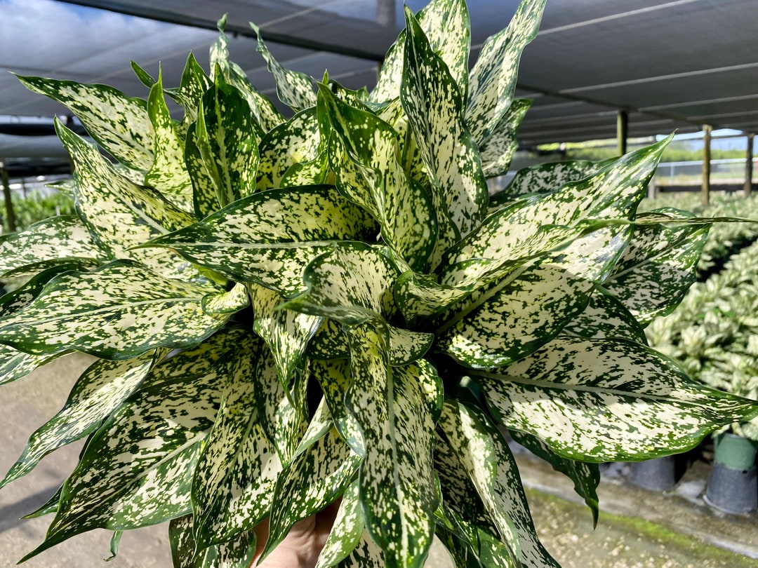 まるみ 　Aglaonema Cochin White Aglaonema White Cochin – Rare Indoor Plant | Easy Care