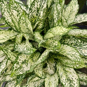 Aglaonema Spring Snow White Dalmation, 10 pot image 2