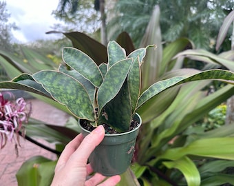 Sansevieria Masoniana, Whale Fin. 4” pot. Full. Actual plant