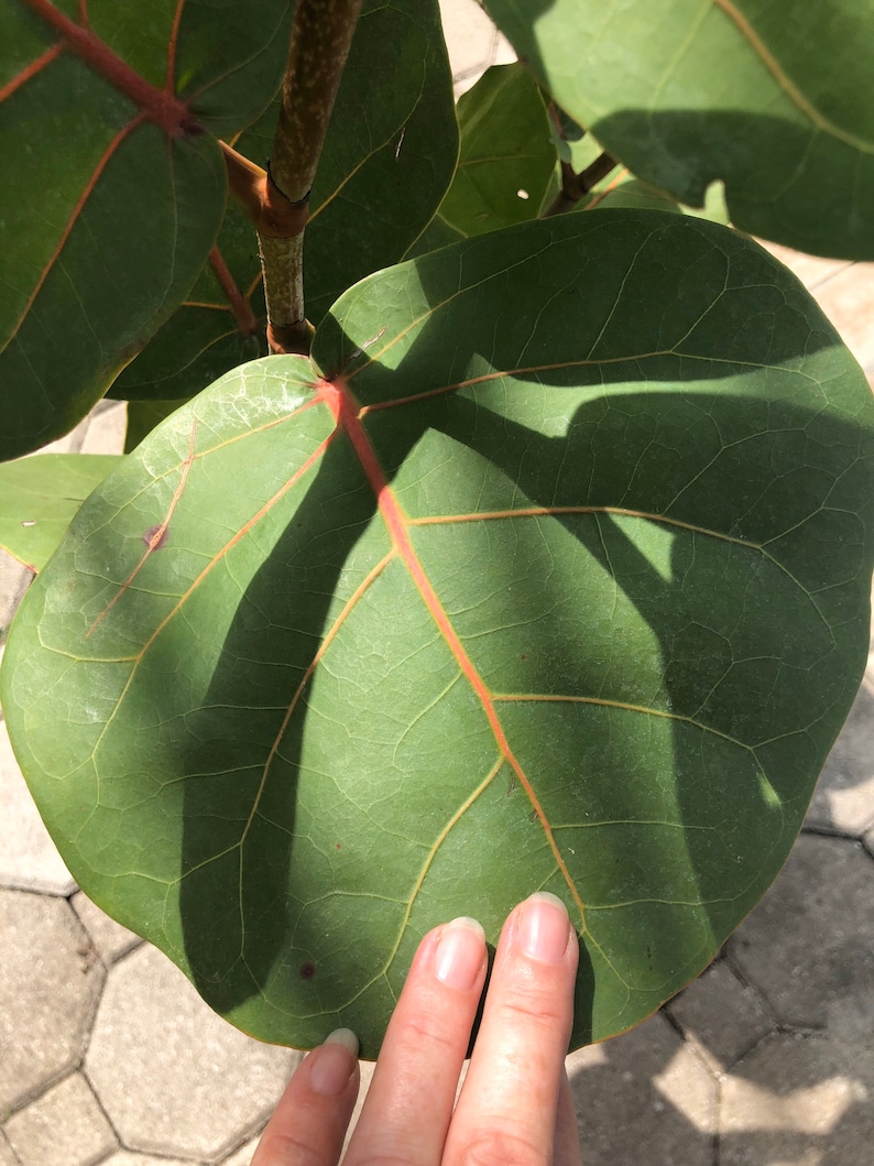 Sea grape Coccoloba uvifera, 3 G pot image 2