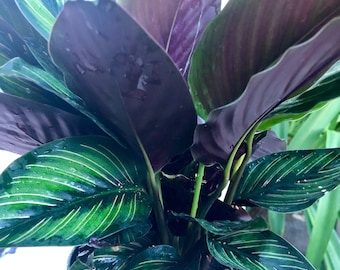 Beauty Star Calathea - Calathea Ornata 'beauty Star' - Pet Safe, Striped  Foliage - Etsy