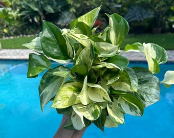 Pothos Manjula, 6" pot. Actual plant.